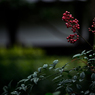 Silence after the rain