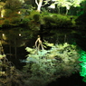 晩秋の水面
