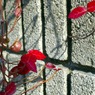 _IGP1887_edited-1