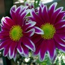 _IGP1908_edited-1