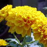 _IGP1910_edited-1