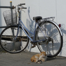 通りすがり猫55