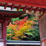 京都　三尾巡り　高雄山神護寺Ⅸ