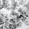 2009　ＳＡＫＵＲＡ＃４
