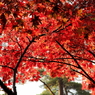 弥彦公園　もみじ谷　１