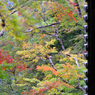 京都　三尾巡り　槙尾山西明寺Ⅴ