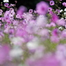 つなひき