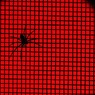 spider : red