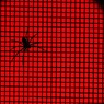 spider : red