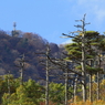弥彦公園　もみじ谷　６　～枯れ木～