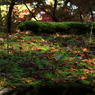 弥彦公園　もみじ谷　１２　～積もる葉～