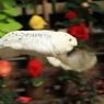チラリ