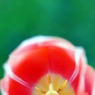 花ゐろ　四