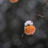 初雪の朝