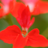 花花