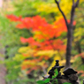 京都　三尾巡り　世界遺産　栂尾山高山寺Ⅴ