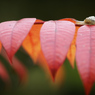 紅漆