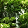 苔むす岩と清流