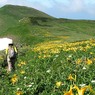 ニッコウキスゲのお花畑を歩く