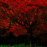 秋の紅