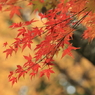 紅葉　- 赤と黄 -