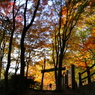 紅葉の回廊