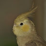 アップ