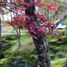 紅葉24