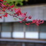 紅葉26