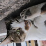 カメラ目線にゃ