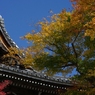秋　善峰寺