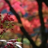 紅葉と南天コラボレーション