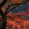 艶やかな紅葉