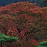 紅葉の大木