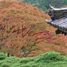 善峰寺の龍の松ともみじ