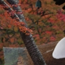 経堂と紅葉