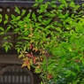 南天