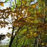 紅葉したヤマコウバシ