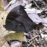 藪の忍者クロコマノチョウ
