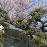 桜と松