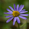 野紺菊