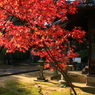 天祐寺の紅葉