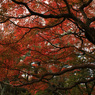 円山公園紅葉