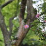 妙本寺#2