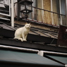 シロ