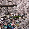 天童桜祭り