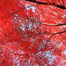 空一面の紅葉