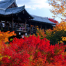 紅葉と言えば東福寺