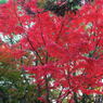 20111129_10_長岡天満宮