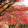 20111129_19_長岡天満宮